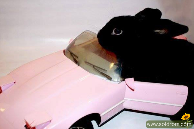 Buster is a cooler driver than Barbie