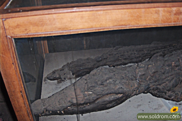 Mummified crocodiles from The Temple of Sobek in kom Ombo