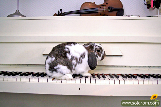 Alvin can't stay away from my piano